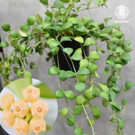 CATEGORY ホヤ植物 (Hoya) | UNI-Plants ビカクシダ、ホヤ植物、着生