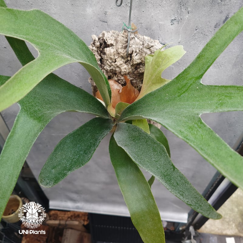 Platycerium Mt.Lewis（pup）ビカクシダ マウントルイス シダ