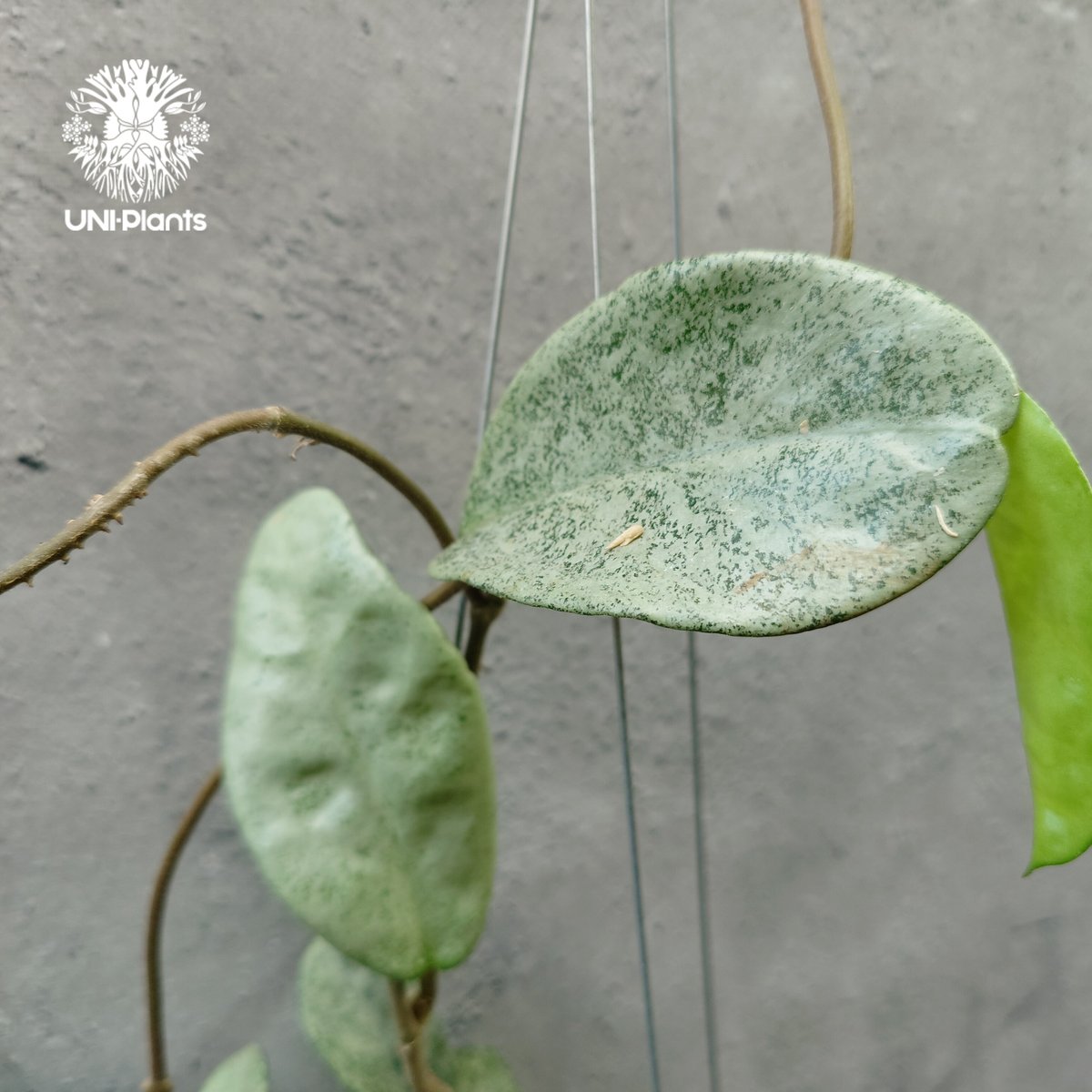 Hoya Carnosa Nova Ghost ホヤ カルノーサ ノバ ゴースト ホヤ Hoya Carnosa Nova Ghost ホヤ カルノーサ ノバ ゴースト ホヤ