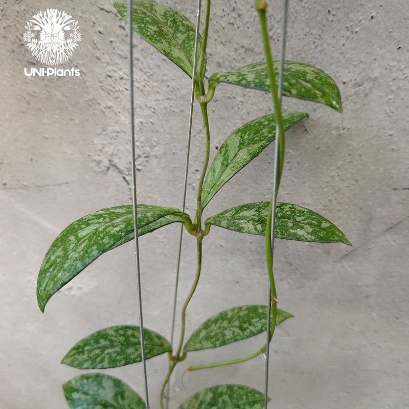 Hoya Crassipetiolata super splash ホヤ クラシペティオラータ