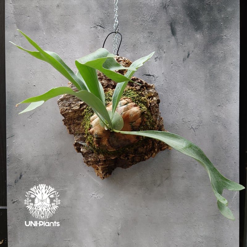 ビカクシダ アルシコルネ Platycerium alcicorne コウモリラン ビカク