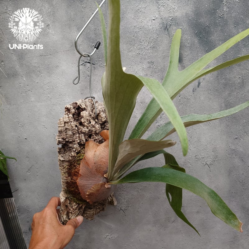 ビカクシダ E-1 親株、マウントルイス 親株 ビカクシダ E-1 親株、マウントルイス 親株 Mt.Lewis(マウント