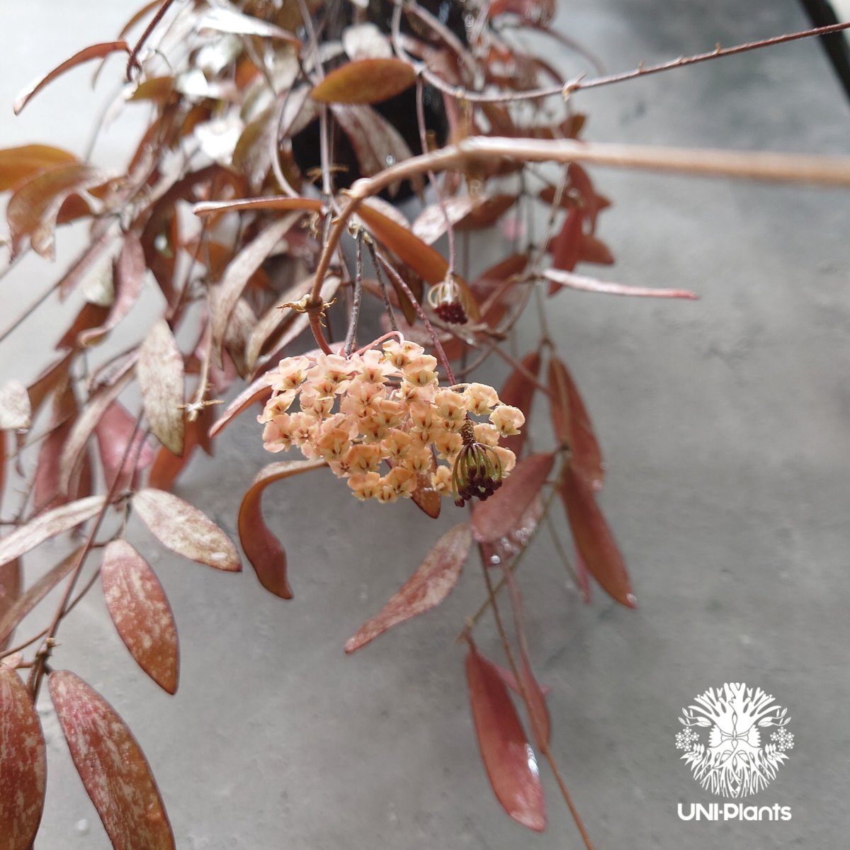 開花中、花座付き。Hoya sigillantis ホヤ シギラティス ホヤ 植物
