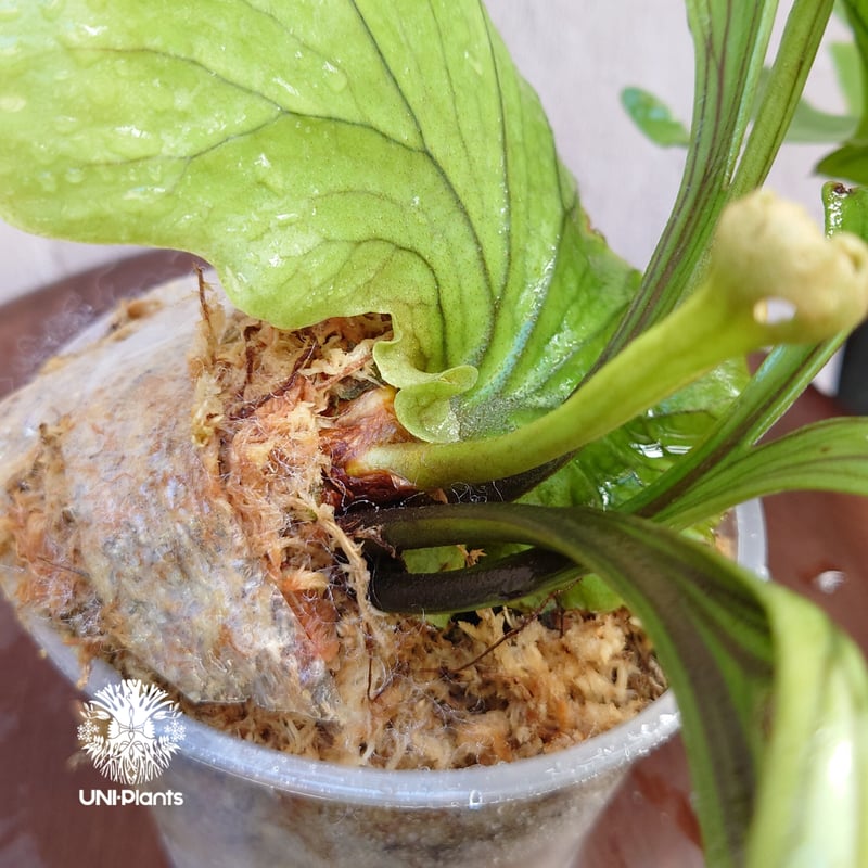 初入荷! ビカクシダ キッチャクード シンリーフ Platycerium mt.Kitshak