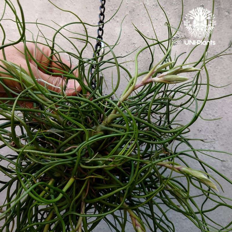Tillandsia bulbosa チランジア ブルボーサ 大株 インテリア植物