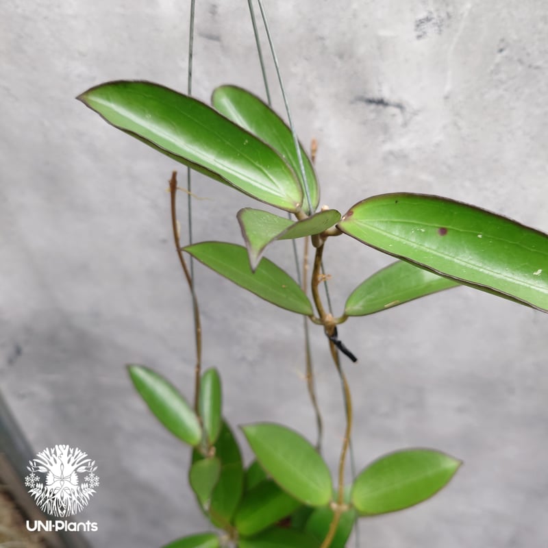 限定1株入荷 Hoya New hybrid Erythina x unknown ホヤ植物
