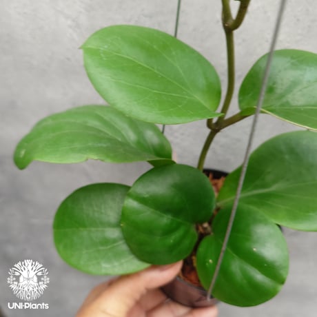 【タイ直輸入・希少】ホヤ SS 7-21 ( ホヤ カーリー × ホヤ エリスリナ )｜珍品・着生植物・つる性植物｜Hoya SS 7-21 ( kerrii x erythrina )