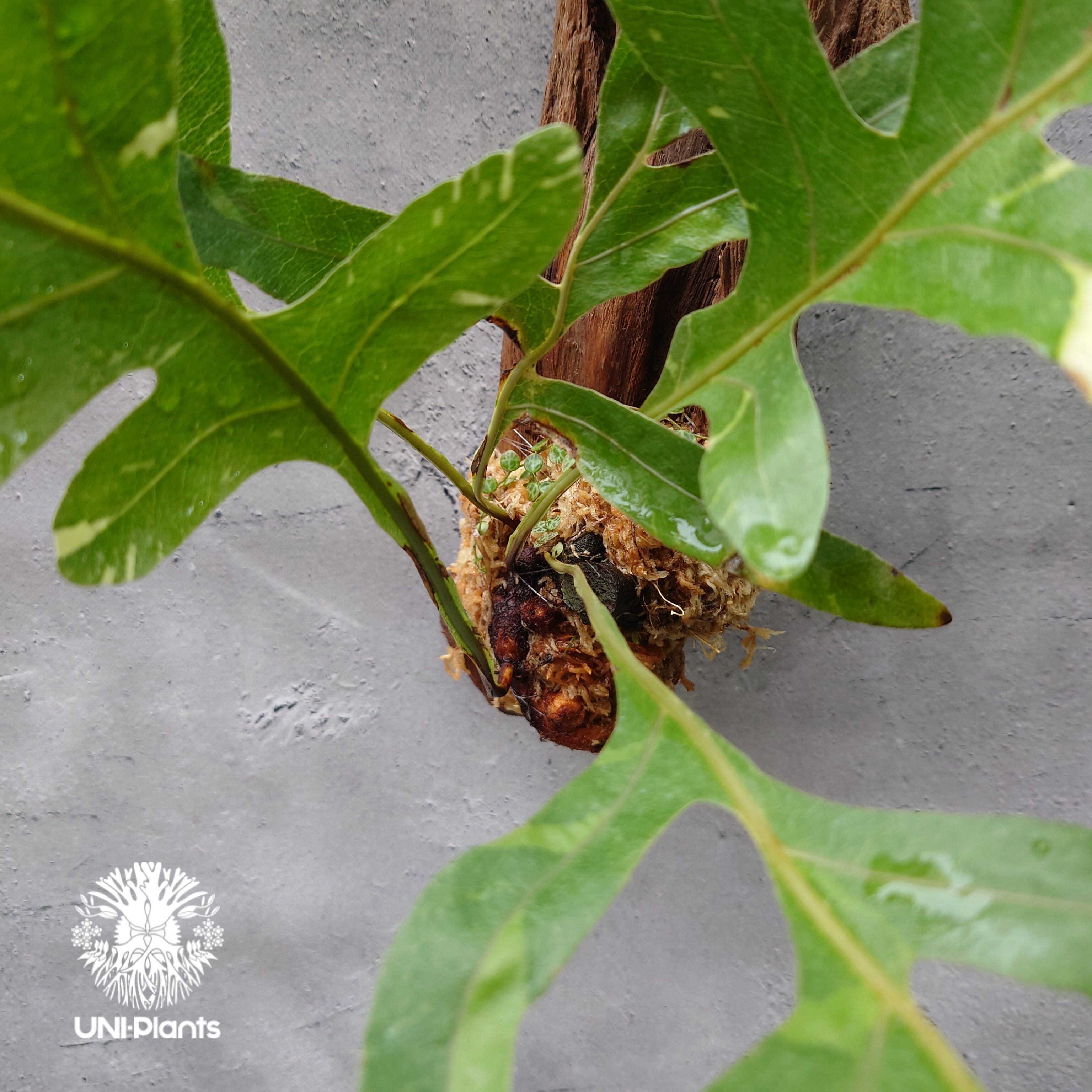 Drynaria quercifolia variegata ドリナリア クエルシフォリア バ