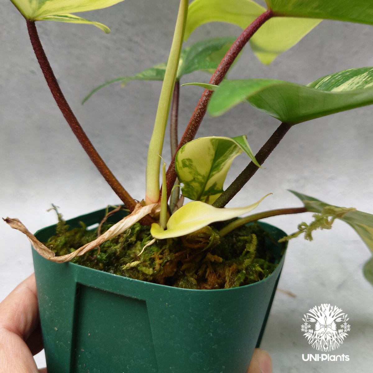 Philodendron Florida beauty variegated フィロデンドロ Philodendron Florida beauty variegated フィロデンドロ