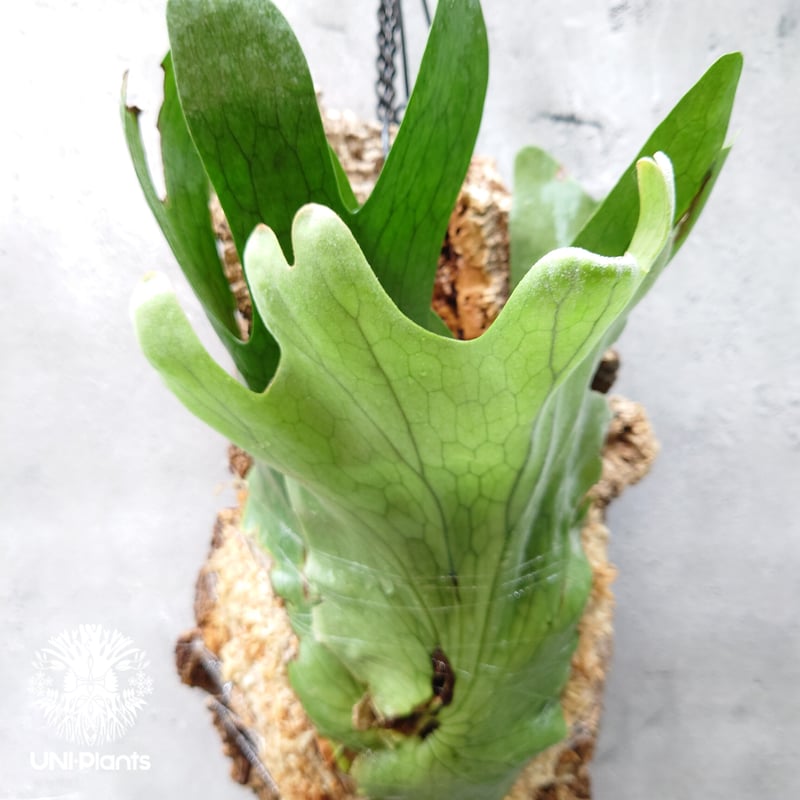 初入荷!ビカクシダ ホルタミー Platycerium holttumii コウモリ