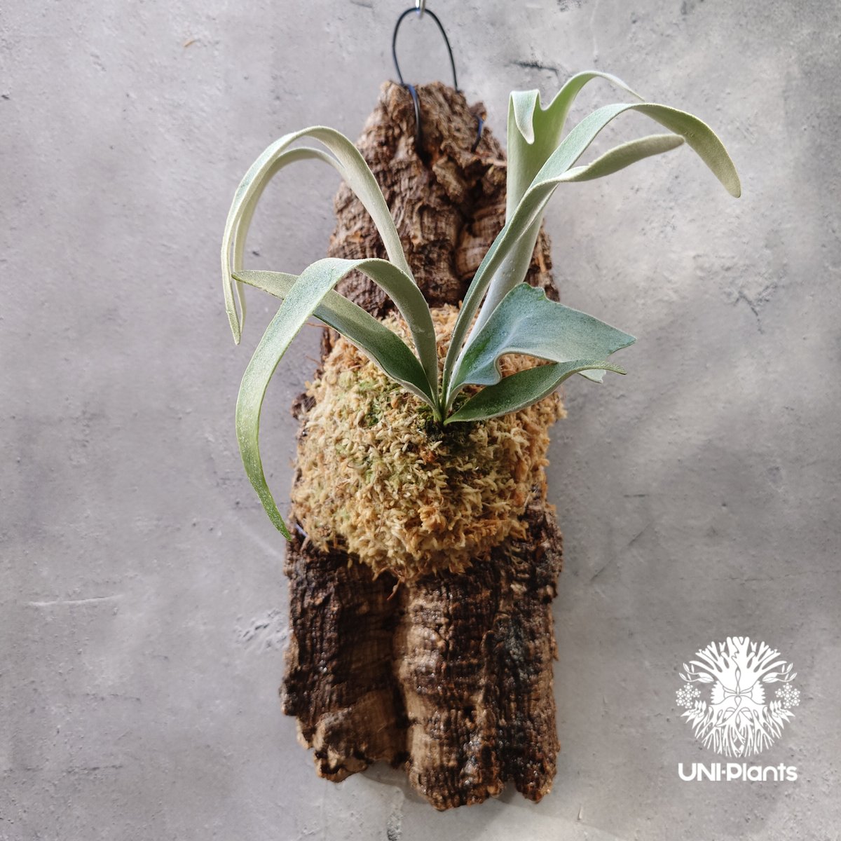 ビカクシダ ベイチー Patycerium veitchii コウモリラン ビカクシダ