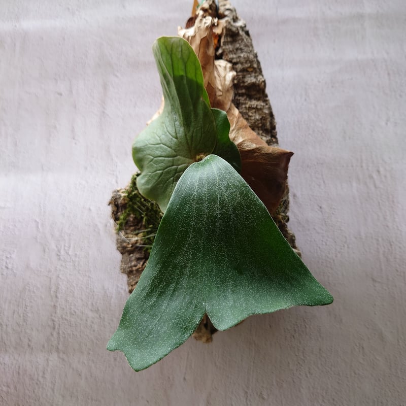 ビカクシダ エレファントティス ビカクシダ（コウモリラン）：エレファントティス 4号鉢植え の