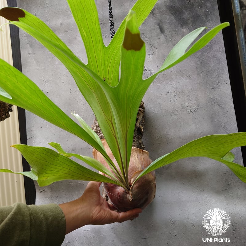 大株! ビカクシダ アルシコルネ Platycerium alcicorne コウモリラン ビ...