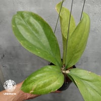 Hoya Lambii ホヤ ランビー ホヤ植物 ホヤの花 Hoya Plants 珍しい 希少な植物