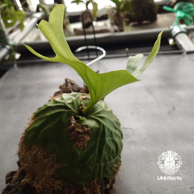 ビカクシダ リドレイ ワイドフォーム Platycerium ridleyi wide for