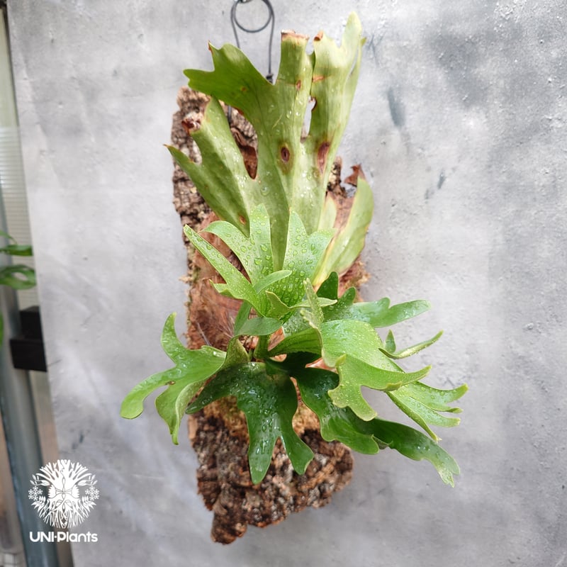 ビカクシダ　コロナリウム〔Tonkla Thin〕 コルク付け3 特大サイズ ビカクシダ コロナリウム〔Tonkla Thin〕 コルク付け4 特大サイズ