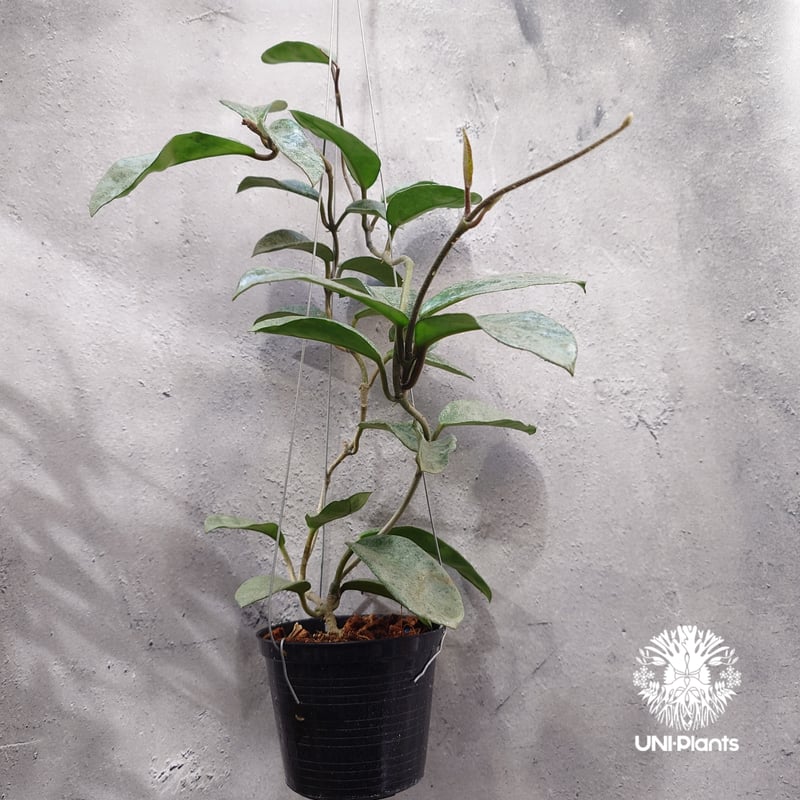 HOYA ノバゴースト3号　250902 ホヤ：カルノーサ ノバゴースト 3号ポット の通販 | 園芸ネット