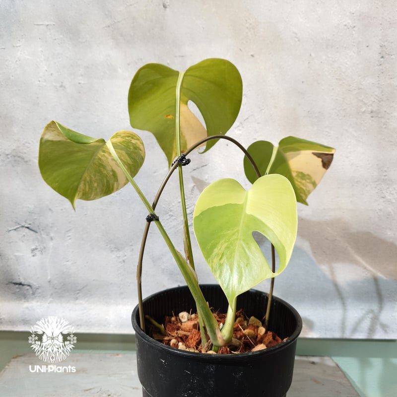 国内繁殖株・一点物】Monstera borsigiana aurea variegate｜