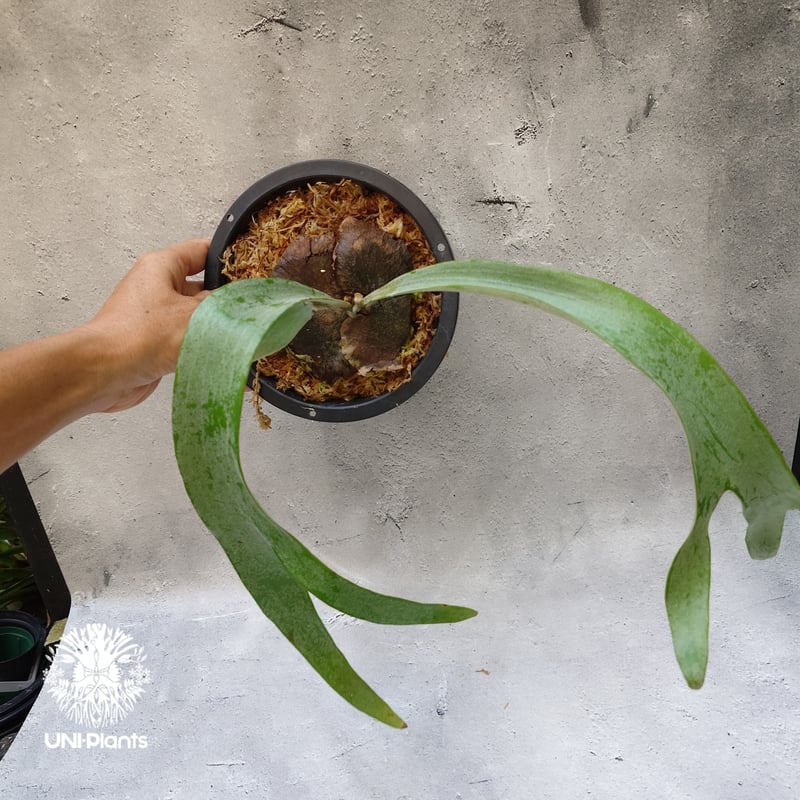 Platycerium Paul Vespa ビカクシダ ポールベスパ ビカクシダ