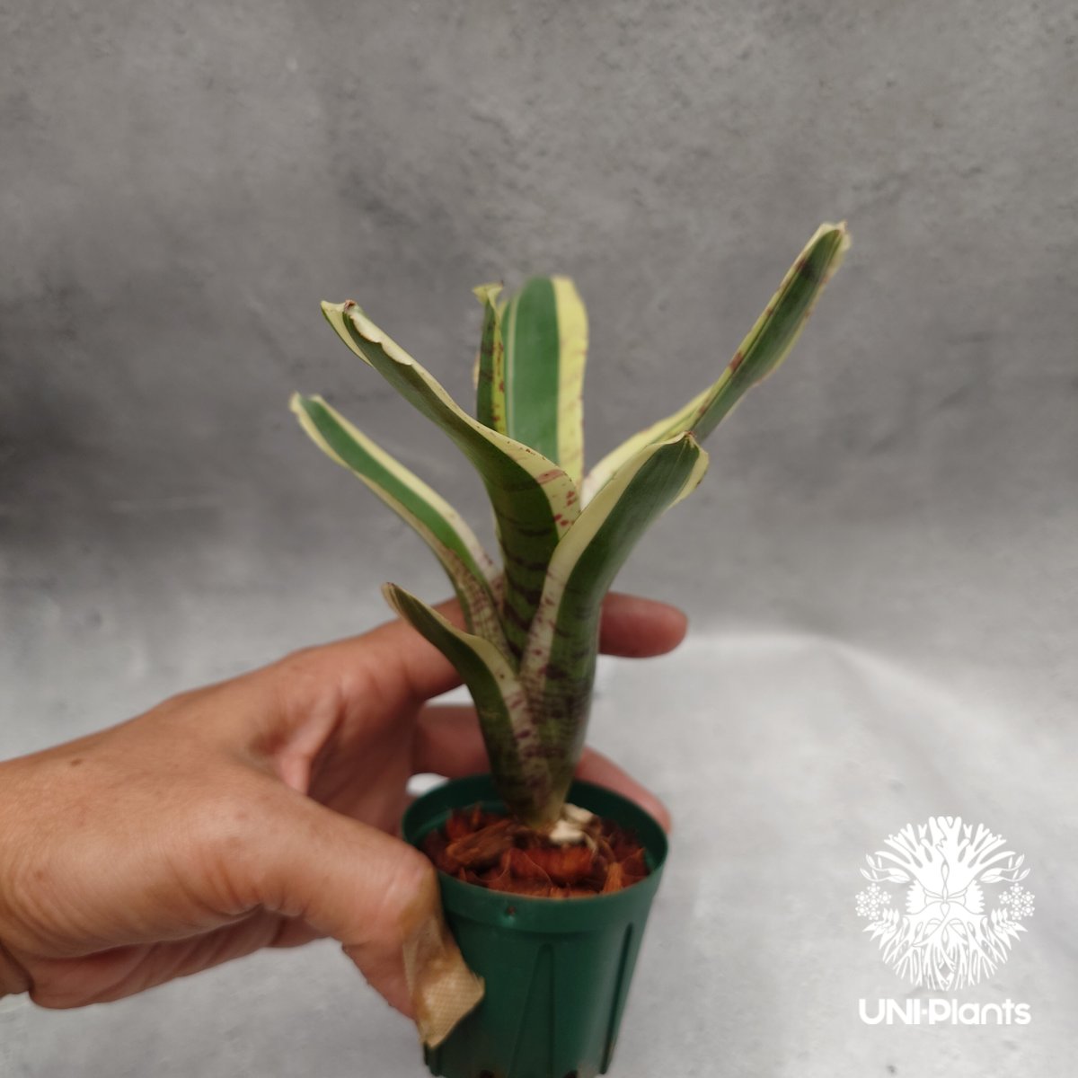 Neoregelia Hello Kitty ネオレゲリア ハローキティ Neoregelia