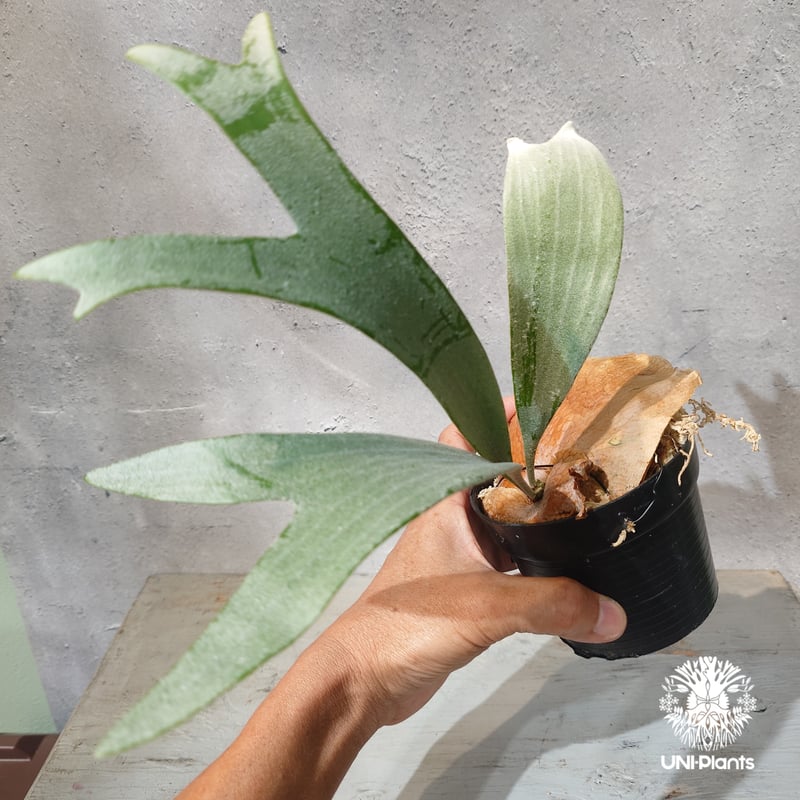 国内繁殖株・一点物】Platycerium bifurcatum 'white' ｜ビカ