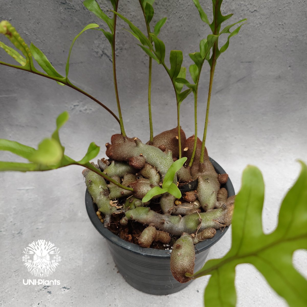 Lecanopteris crustacea narrow レカノプテリス クルスタセア ナロ