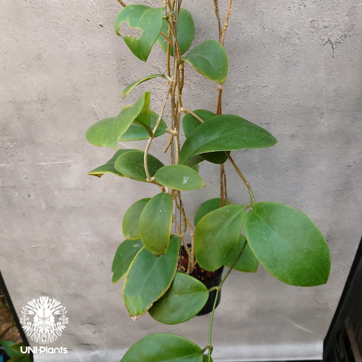 初入荷 希少! Hoya mindorensis pink dragon ホヤミンドレンシス  