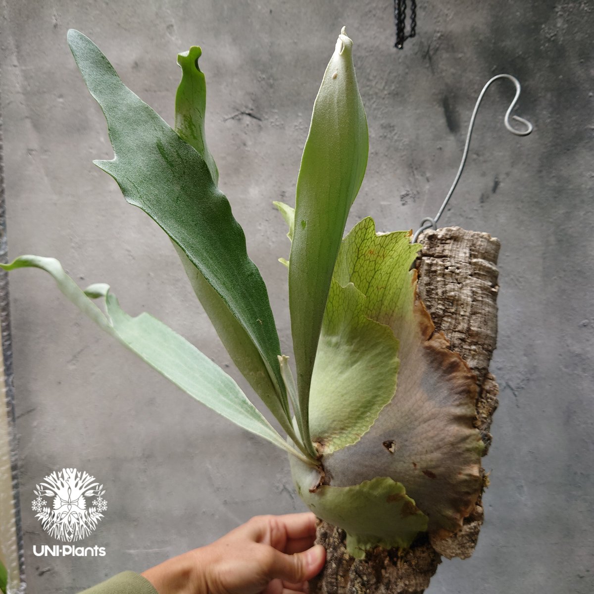 ビカクシダ ビフルカツム Platycerium bifurcatum コウモリラン ビカクシダ ビフルカツム Platycerium bifurcatum コウモリラン