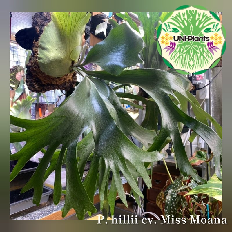 Platycerium hillii cv.Miss Moana（pup） ビカクシダ ヒリー