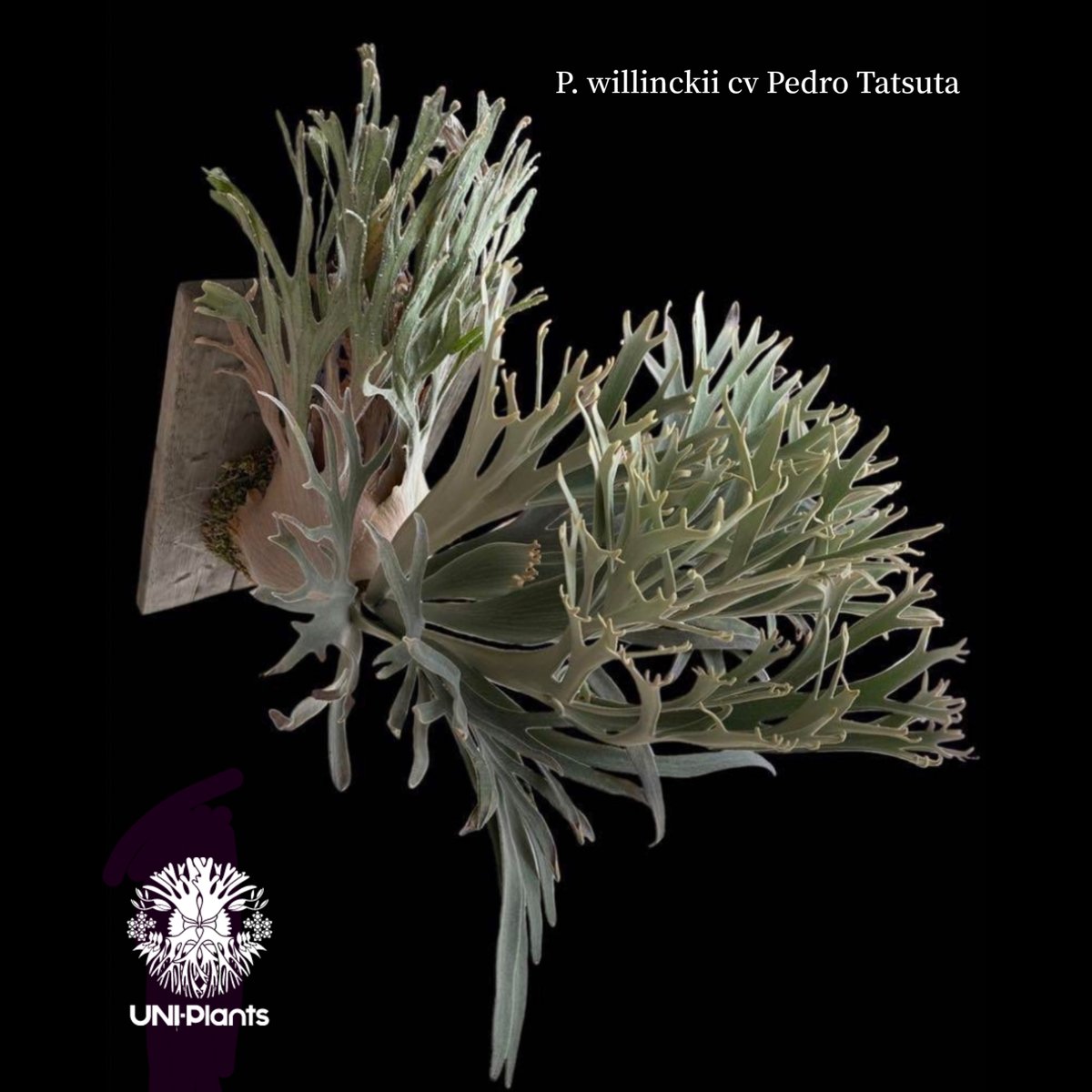 ビカクシダペドロタツタ 【前葉体・胞子体】