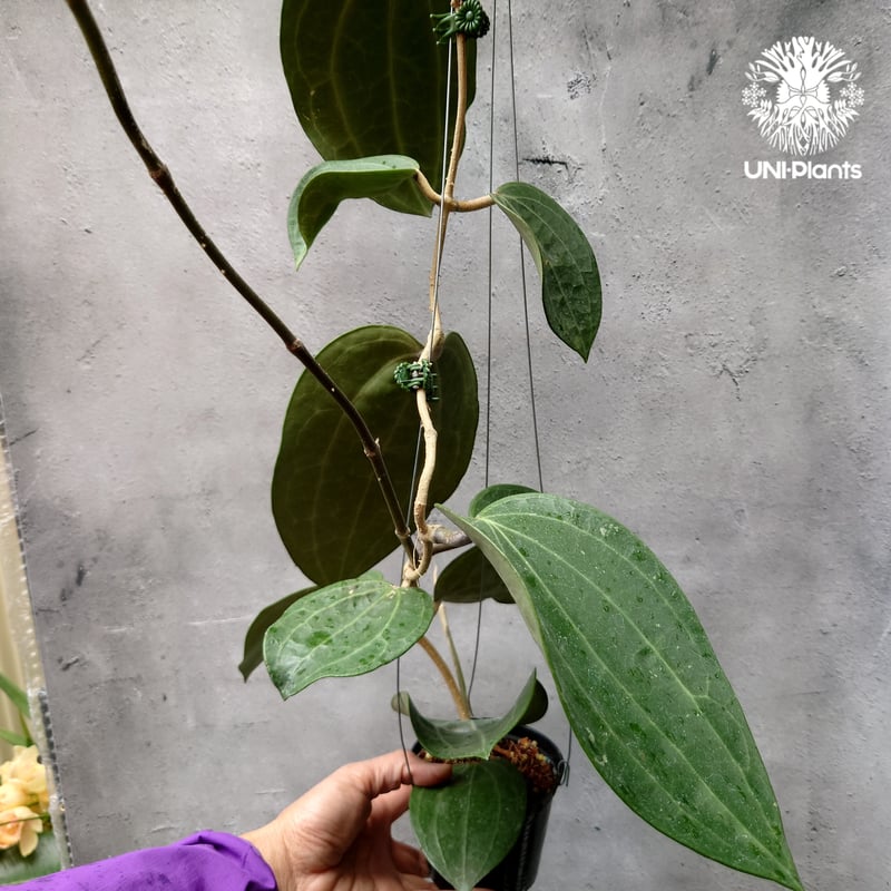 Hoya Latiforia ホヤ ラティフォリア 大ぶり!! ホヤ 植物 ホヤの花