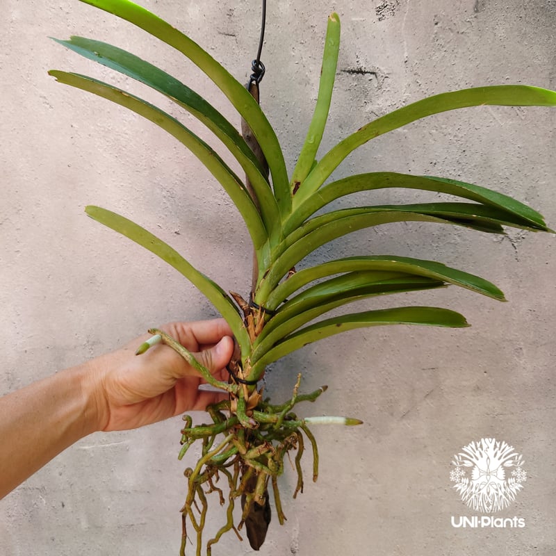 期間限定特価‼️［洋蘭原種］Vanda lamellata（実生株） Yahoo!オークション -「洋蘭 バンダ」(ラン) (花)の落札相場