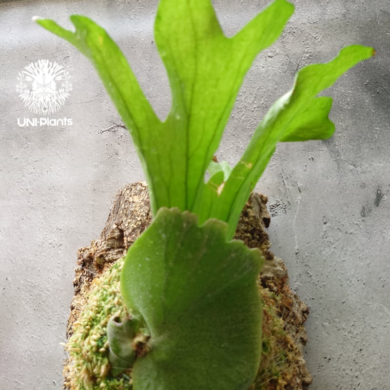 初入荷! ビカクシダ ワリチー Platycerium wallichii コウモリ