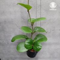 Hoya stenophylla ホヤ ステノフィラ 希少 ホヤ植物 ホヤの花 珍しい