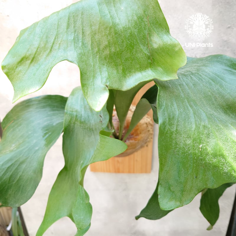 ビカクシダ パナマ Platycerium hillii ' Panama ' コウモリラン