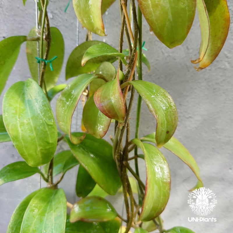 ホヤ メリリー ロングリーフ Hoya merrilli long lesves(red le