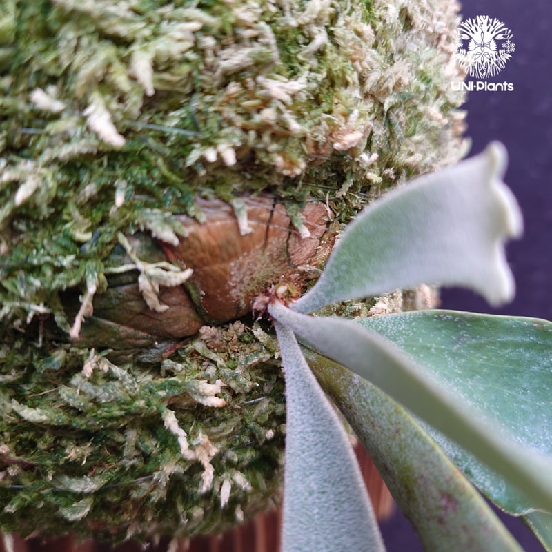 OZWRT Platycerium Willinckii Dwarf 精霊 稀少 OZWRT Platycerium