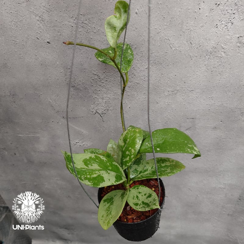 ご予約者様専用ページ ご予約No.US-250511-0900 Hoya Nervosa jo