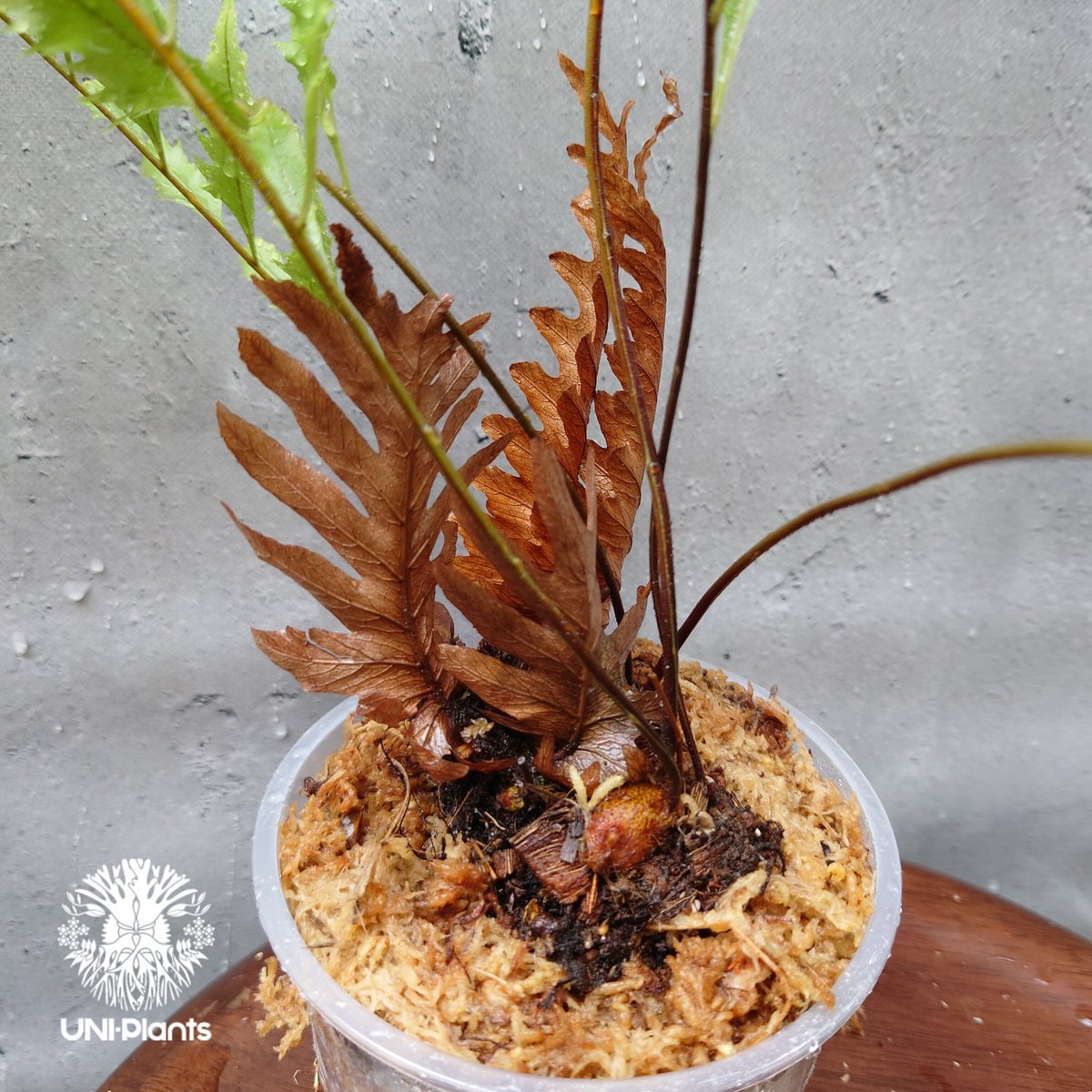 再入荷! Drynaria rigidula `whitei ドリナリア·リギデュラ'ホワイテ