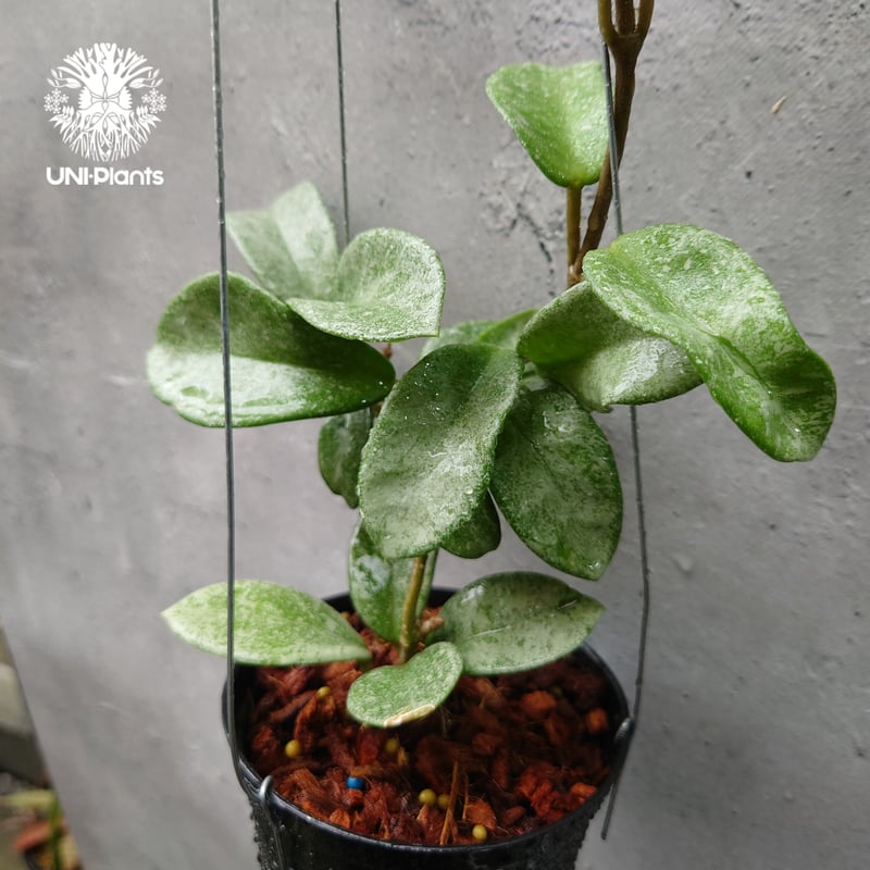 ホヤ ノヴァゴースト Hoya Carnosa Nova Ghost ホヤ カルノーサ ノバ ゴースト ホヤ 希少