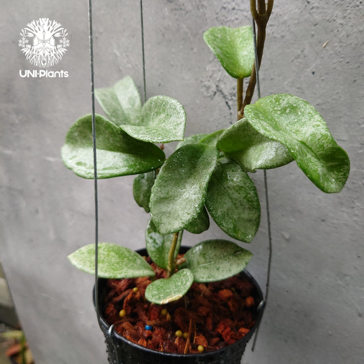 Hoya Carnosa Nova Ghost ホヤ カルノーサ ノバ ゴースト ホヤ 希少