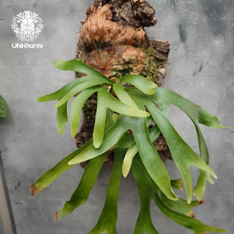 Platycerium coronarium ビカクシダ コロナリウム ビカクシダ