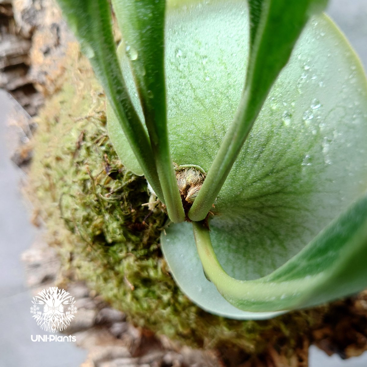 ビカクシダ ヒリードラゴン Platycerium hillii cv.Dragon コウモリ