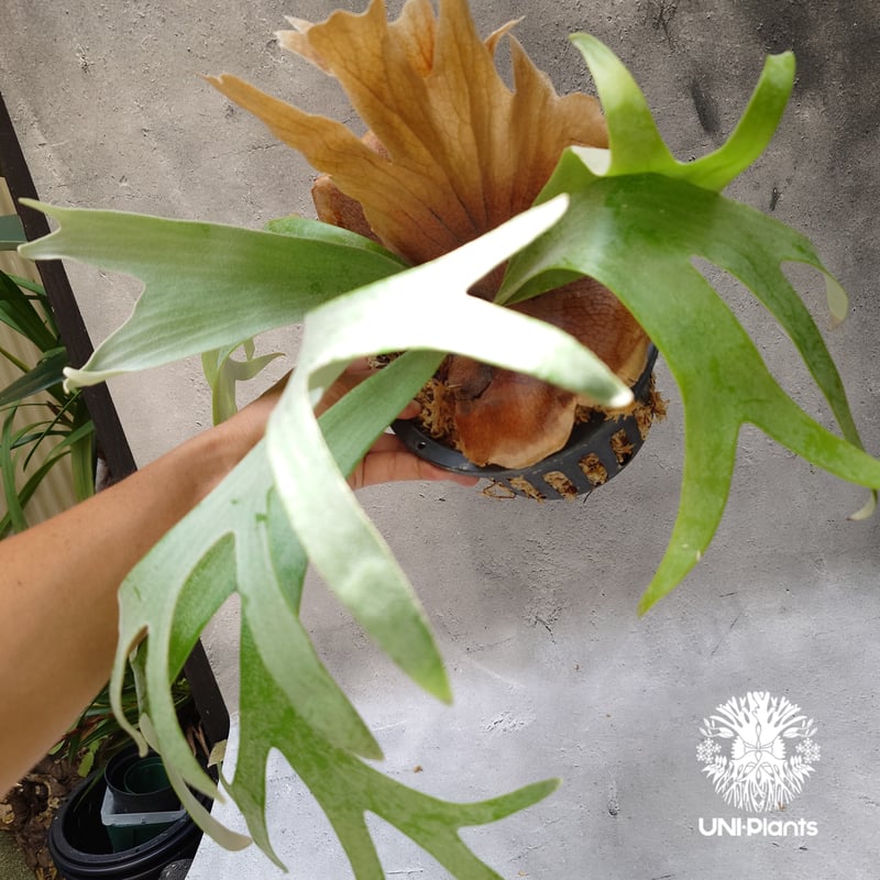 Platycerium Banna #A (pup) ビカクシダ バンナ #A (子株) ビカ Platycerium Banna #A (pup) ビカクシダ バンナ #A (子株) ビカ