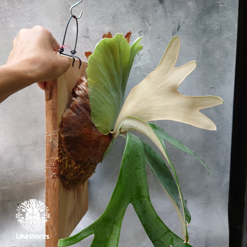 ビカクシダ ウィリンキーcv.インドネシア Platycerium willinckii cv