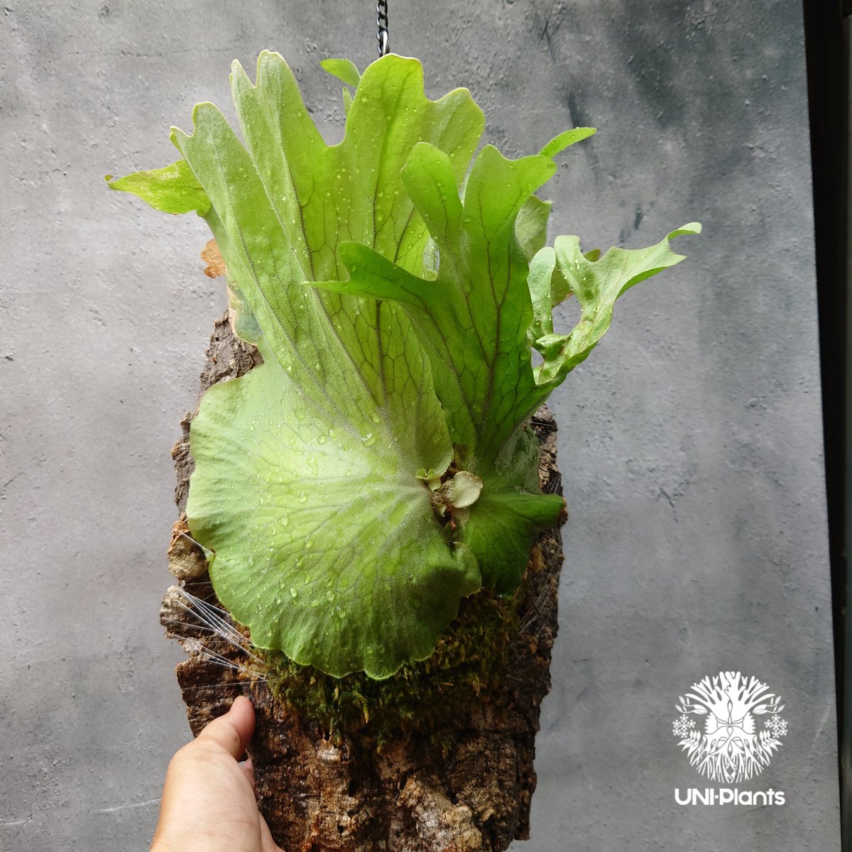 大株　P.Wallichii ワイルド株　ビカクシダ　コウモリラン　ワリチー 大株 P.Wallichii ワイルド株 ビカクシダ コウモリラン ワリチー