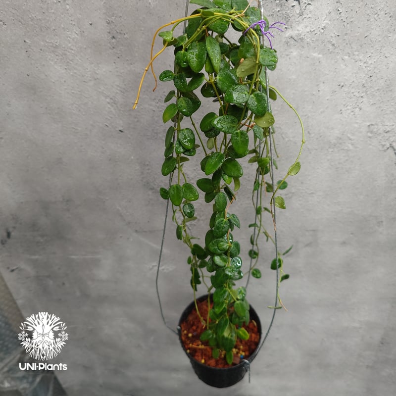 Hoya Pulleana ホヤプレナ ホヤ植物 ホヤの花 Hoya plants 希少 レア