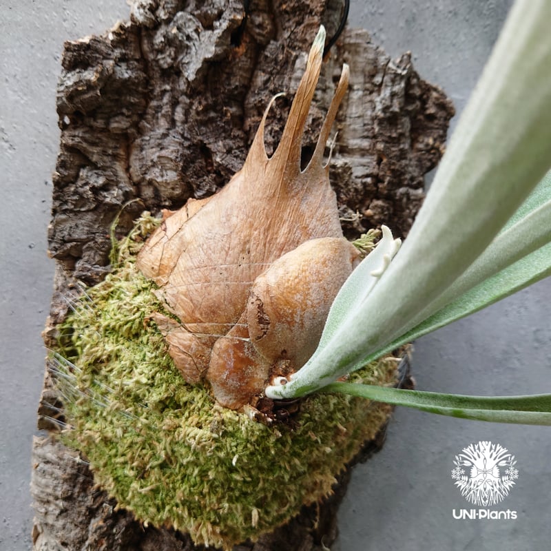 ビカクシダ ベイチー Platycerium veitchii コウモリラン ビカクシダ