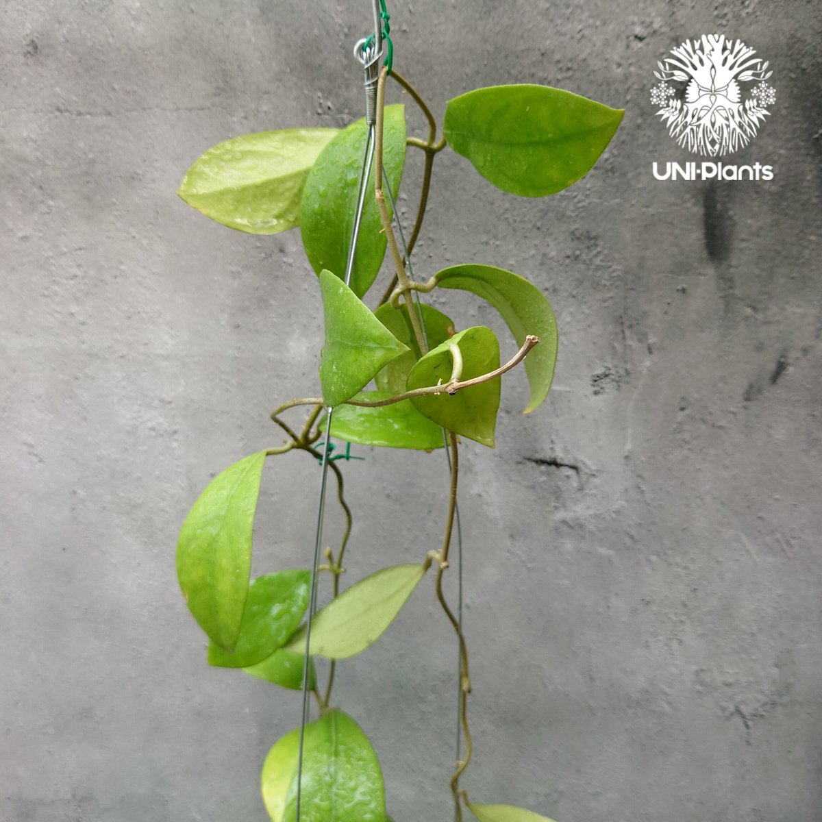 初入荷 希少! Hoya mindorensis dark ホヤミンドレンシス ダーク ホヤ植