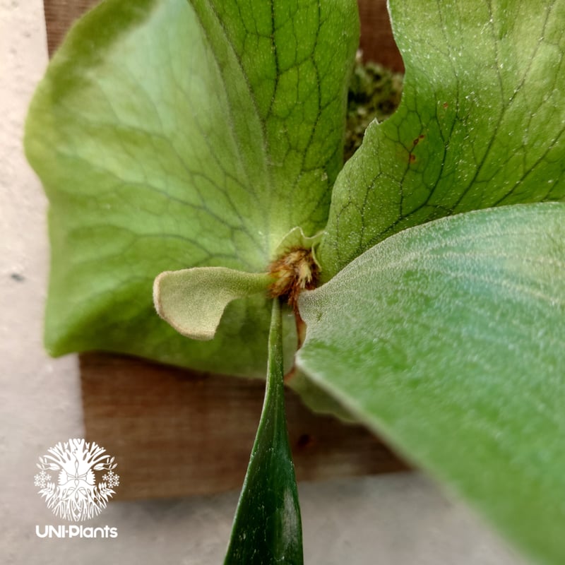 ビカクシダ ステマリア Platycerium stemaria コウモリラン ビカクシダ